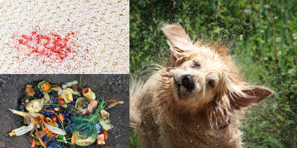 geruchs- und fleckenentferner ecobug